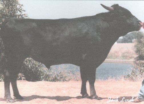 Picture of YASUFUKU Jr